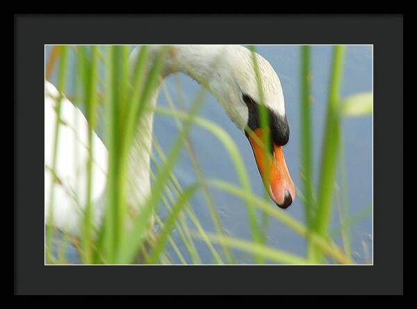 Mute Swan Behind Tall Grass - Framed Print