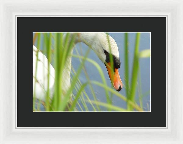 Mute Swan Behind Tall Grass - Framed Print