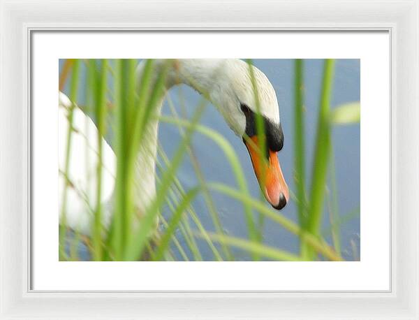 Mute Swan Behind Tall Grass - Framed Print