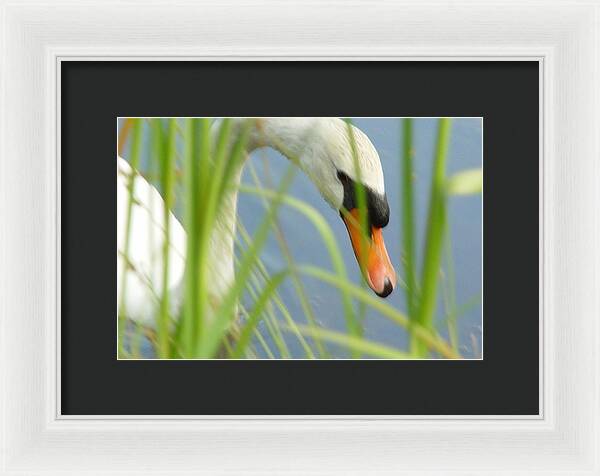 Mute Swan Behind Tall Grass - Framed Print