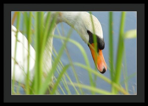 Mute Swan Behind Tall Grass - Framed Print