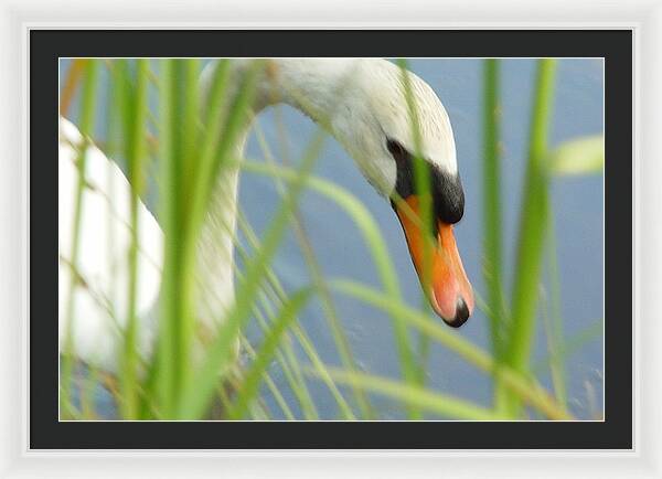 Mute Swan Behind Tall Grass - Framed Print