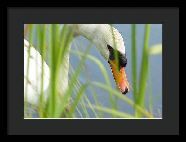 Mute Swan Behind Tall Grass - Framed Print