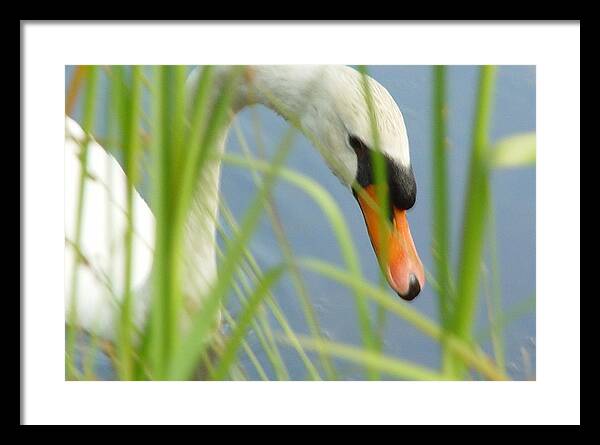 Mute Swan Behind Tall Grass - Framed Print