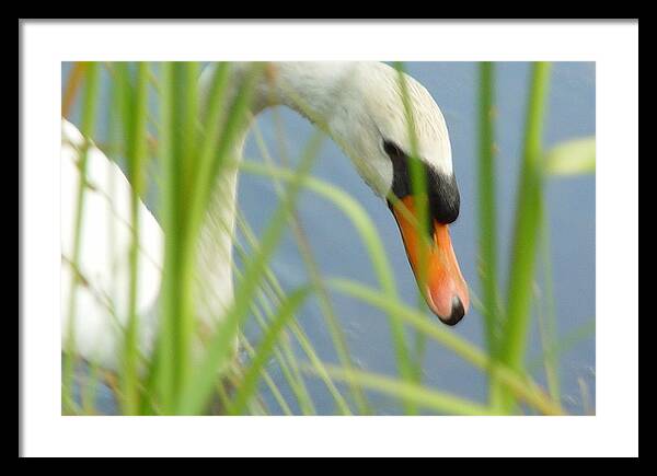 Mute Swan Behind Tall Grass - Framed Print