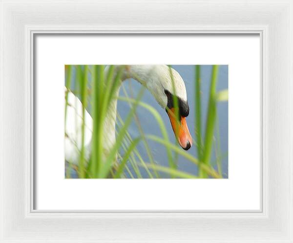 Mute Swan Behind Tall Grass - Framed Print