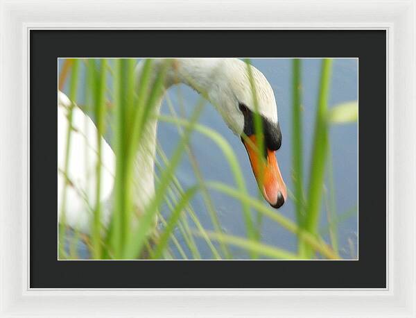 Mute Swan Behind Tall Grass - Framed Print