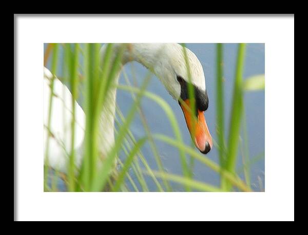 Mute Swan Behind Tall Grass - Framed Print