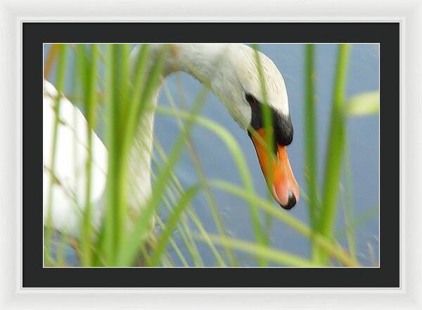 Mute Swan Behind Tall Grass - Framed Print