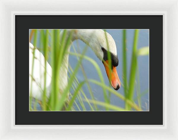 Mute Swan Behind Tall Grass - Framed Print