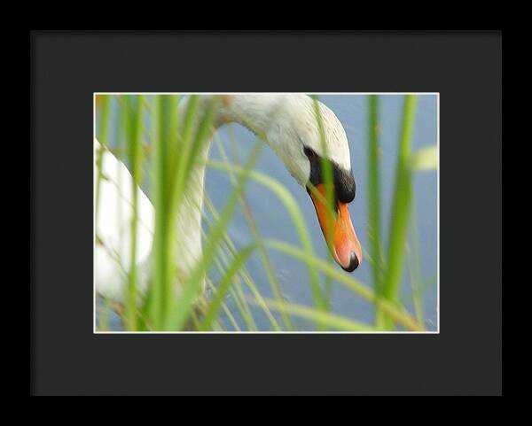 Mute Swan Behind Tall Grass - Framed Print