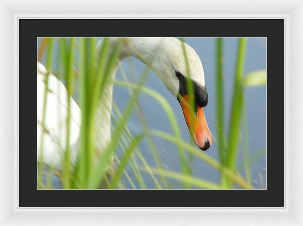 Mute Swan Behind Tall Grass - Framed Print