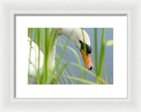 Mute Swan Behind Tall Grass - Framed Print