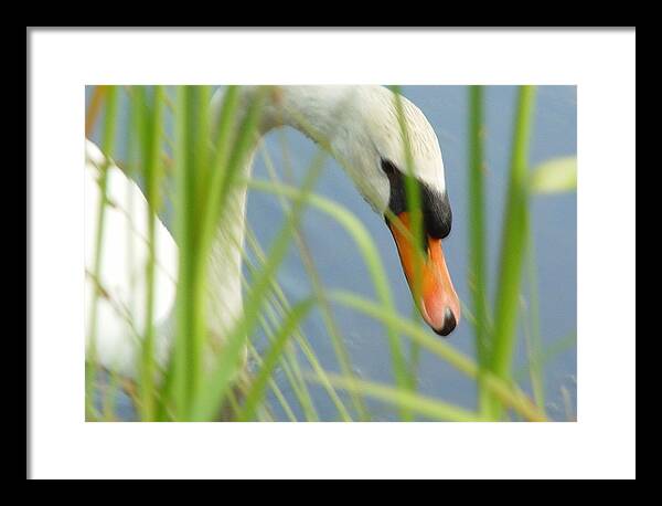 Mute Swan Behind Tall Grass - Framed Print