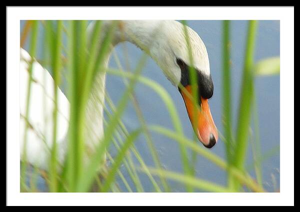 Mute Swan Behind Tall Grass - Framed Print