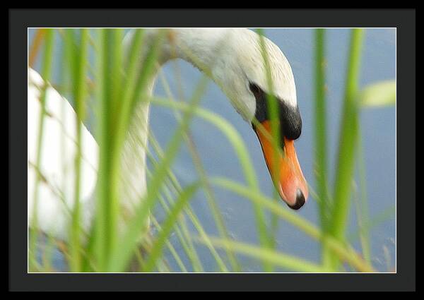 Mute Swan Behind Tall Grass - Framed Print