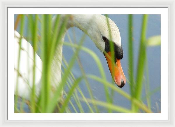 Mute Swan Behind Tall Grass - Framed Print