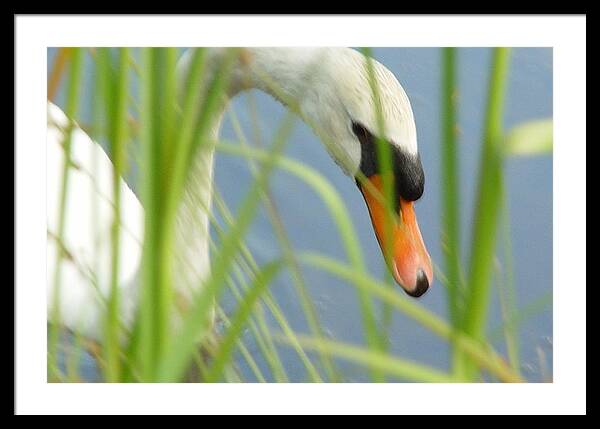 Mute Swan Behind Tall Grass - Framed Print