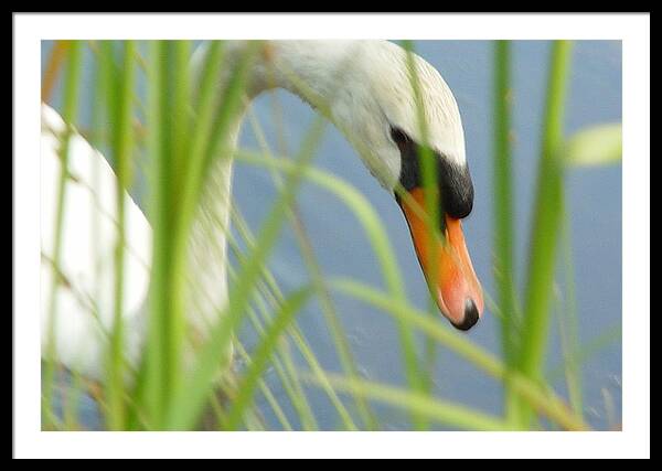 Mute Swan Behind Tall Grass - Framed Print