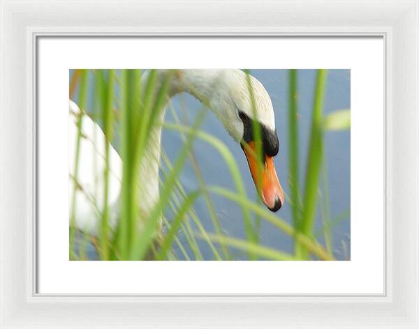 Mute Swan Behind Tall Grass - Framed Print