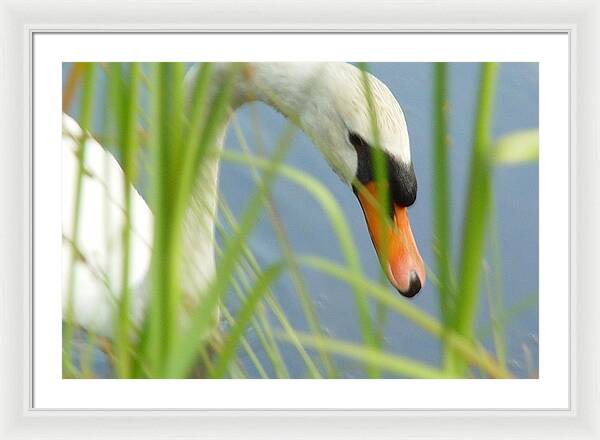 Mute Swan Behind Tall Grass - Framed Print