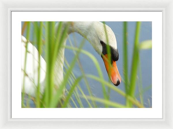 Mute Swan Behind Tall Grass - Framed Print