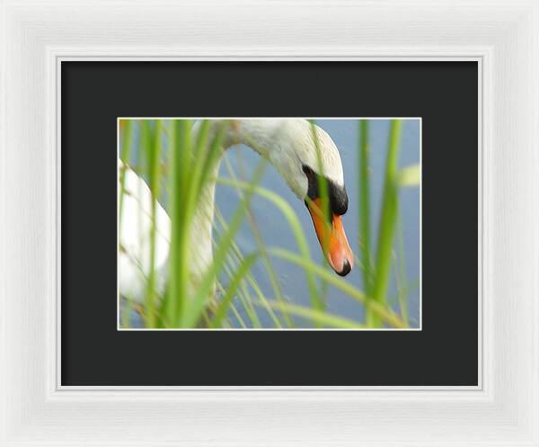 Mute Swan Behind Tall Grass - Framed Print