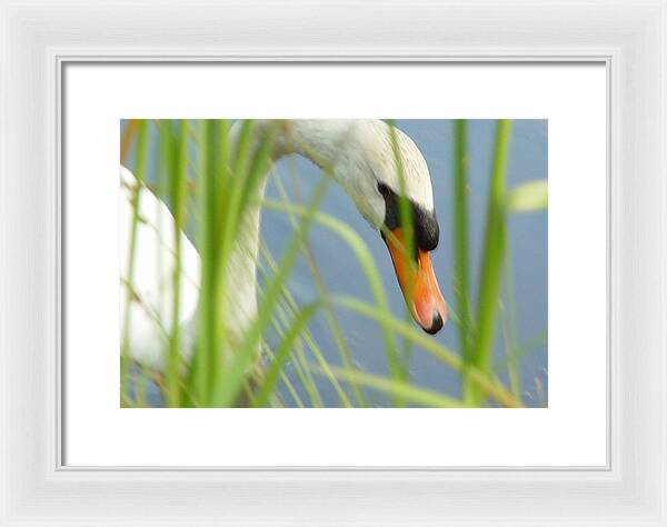 Mute Swan Behind Tall Grass - Framed Print