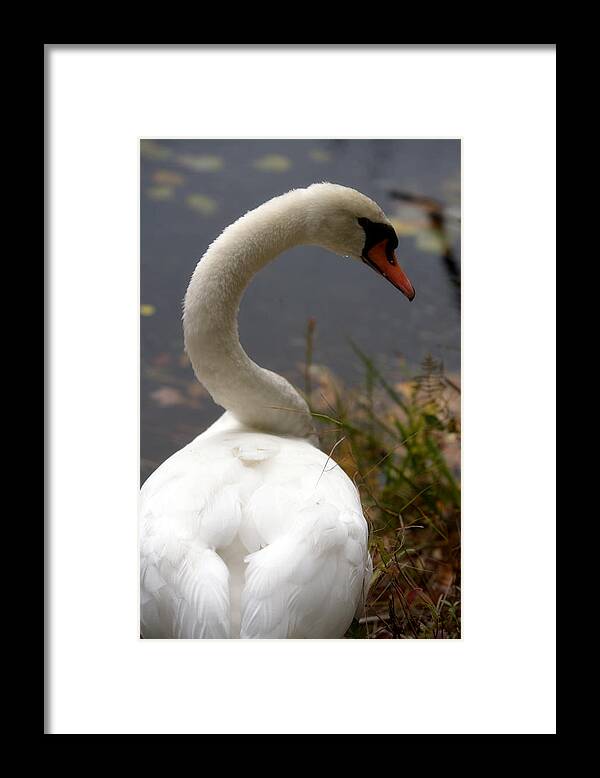 Beautiful Birds Photos - Framed Print