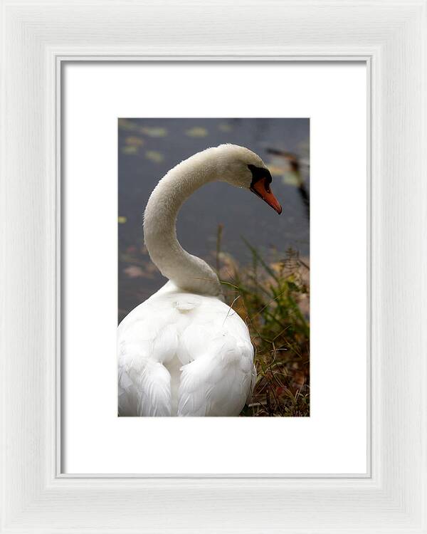 Beautiful Birds Photos - Framed Print