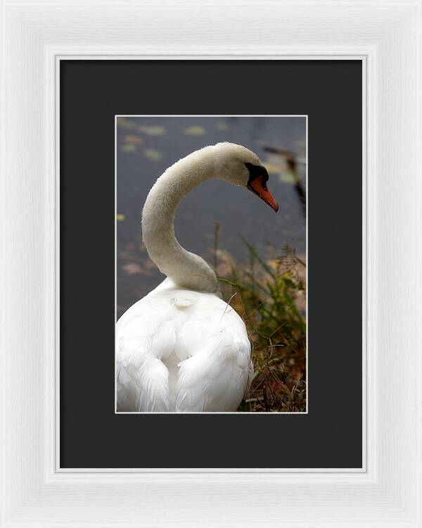 Beautiful Birds Photos - Framed Print