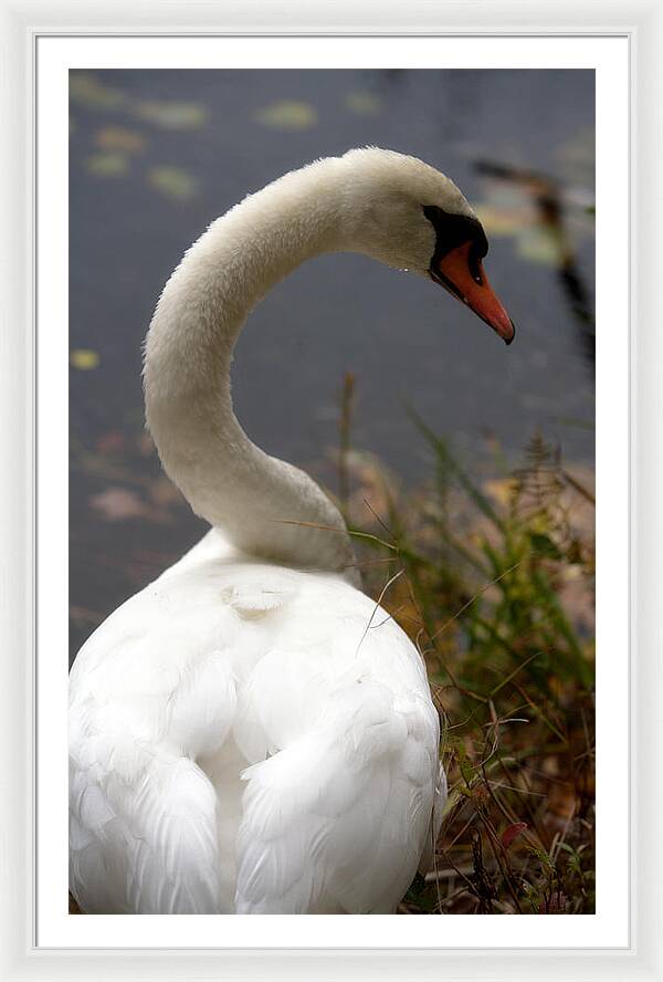 Beautiful Birds Photos - Framed Print