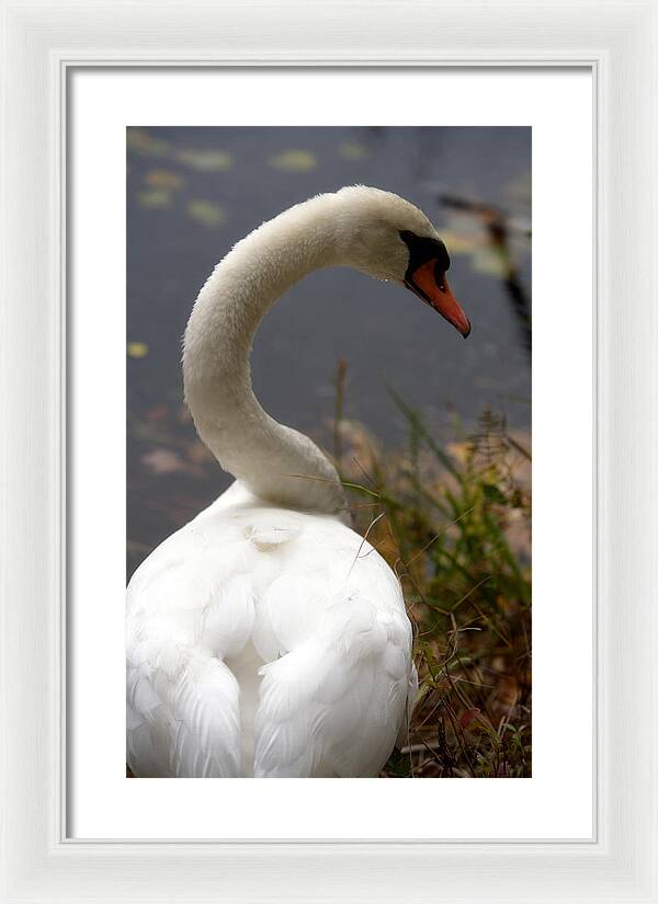 Beautiful Birds Photos - Framed Print