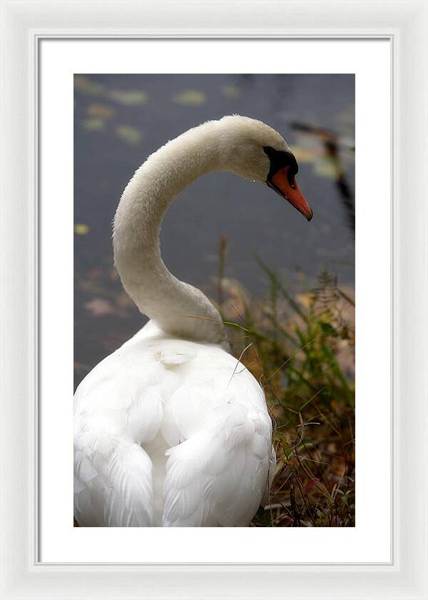 Beautiful Birds Photos - Framed Print