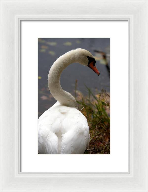 Beautiful Birds Photos - Framed Print