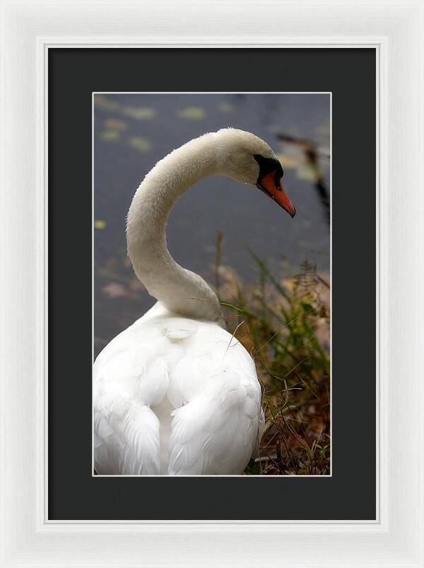 Beautiful Birds Photos - Framed Print