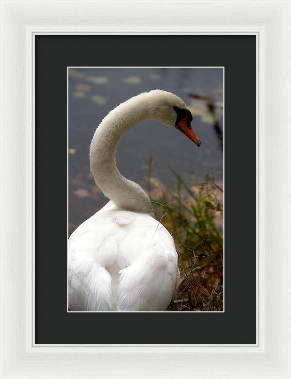 Beautiful Birds Photos - Framed Print