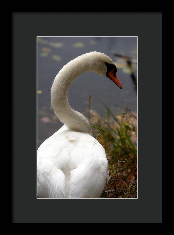 Beautiful Birds Photos - Framed Print