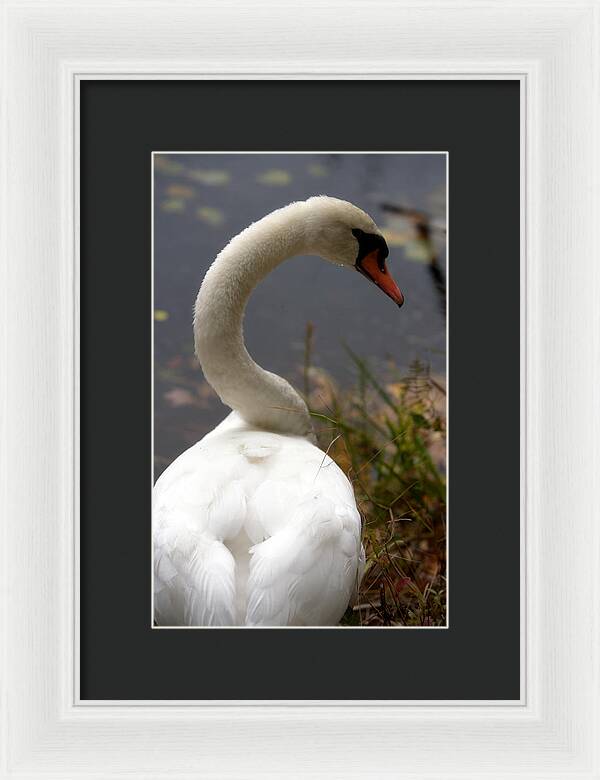 Beautiful Birds Photos - Framed Print