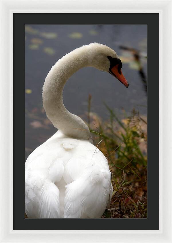 Beautiful Birds Photos - Framed Print