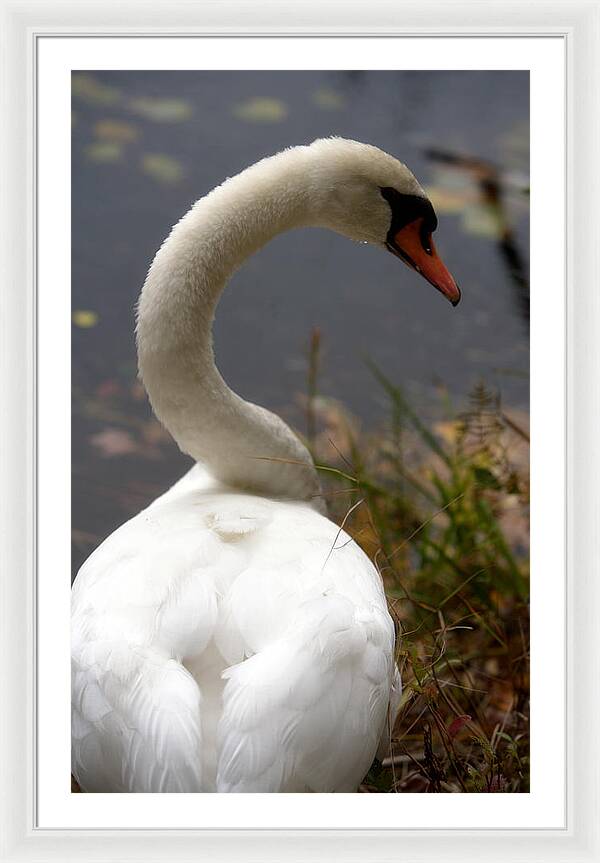 Beautiful Birds Photos - Framed Print