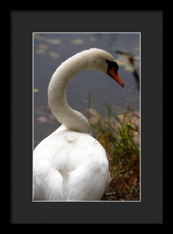 Beautiful Birds Photos - Framed Print