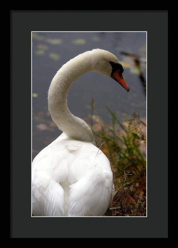 Beautiful Birds Photos - Framed Print