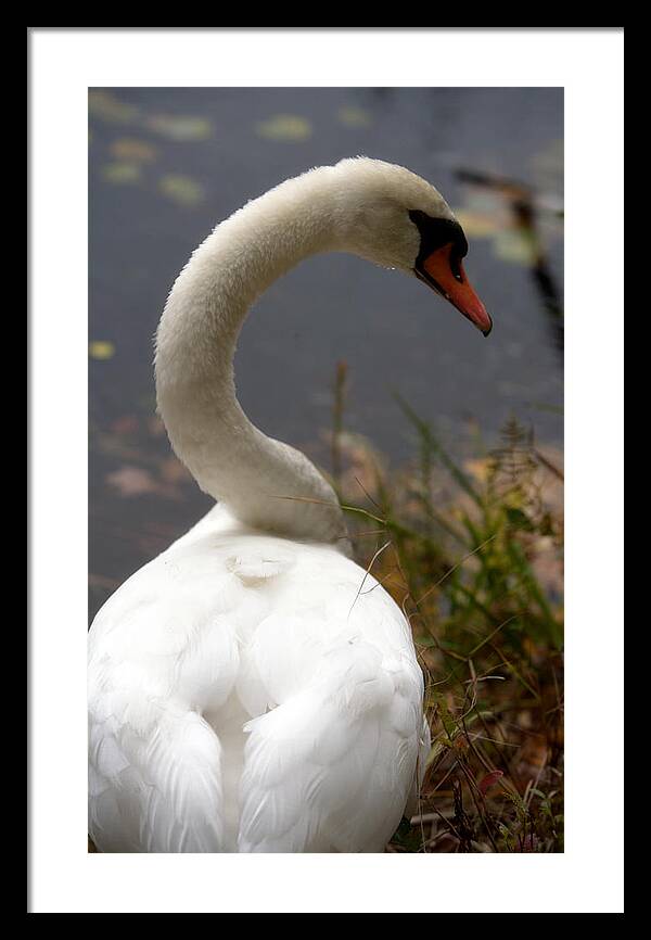 Beautiful Birds Photos - Framed Print