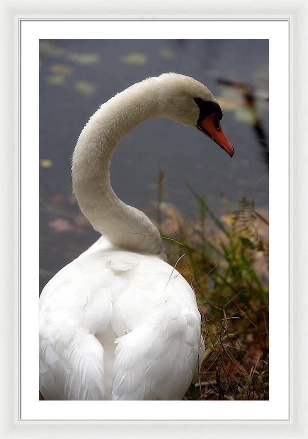 Beautiful Birds Photos - Framed Print