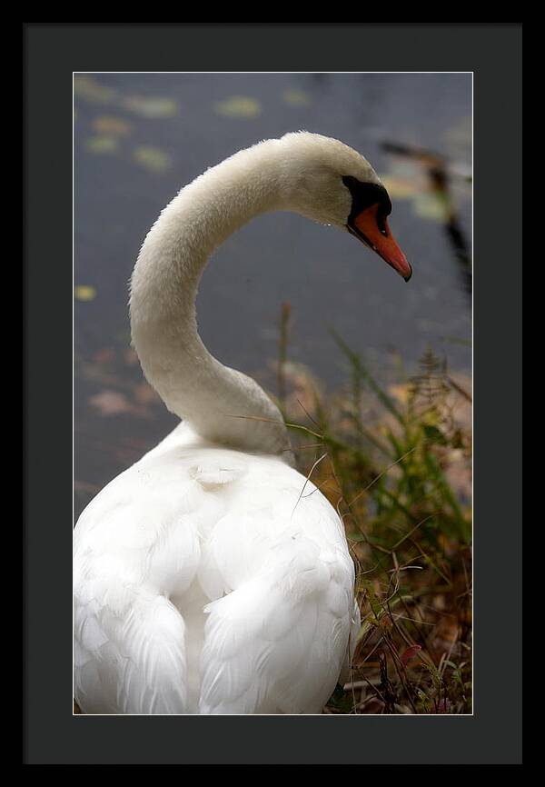 Beautiful Birds Photos - Framed Print