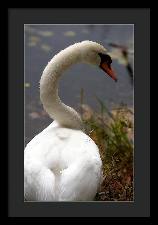 Beautiful Birds Photos - Framed Print