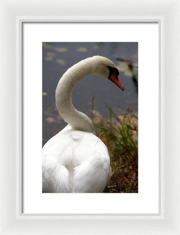 Beautiful Birds Photos - Framed Print