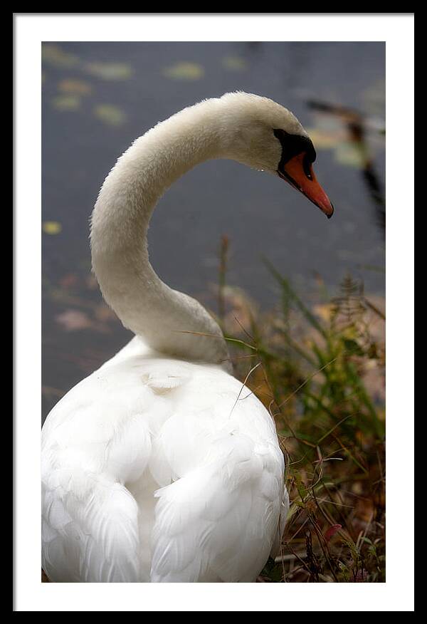 Beautiful Birds Photos - Framed Print