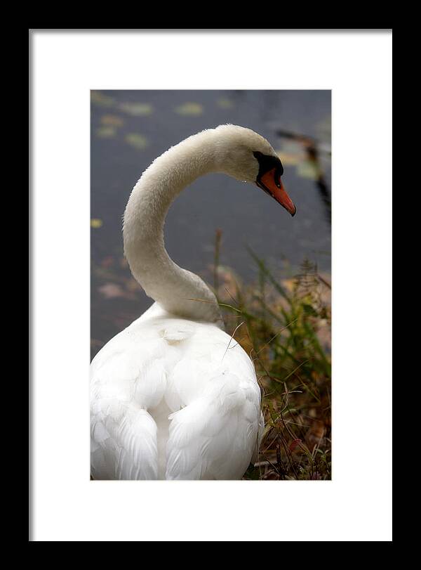 Beautiful Birds Photos - Framed Print